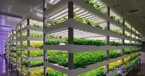 植物工廠 短期不盈利，長期價值可期